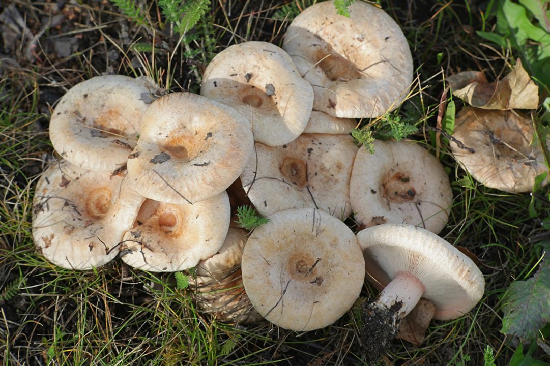 Как солить грибы белые на зиму: способы холодной и горячей засолки, рецепты от Едим Дома