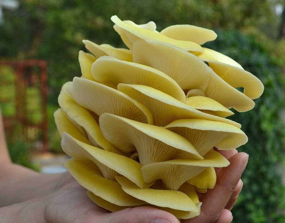 Вешенка лимонная — описание гриба, где растет, похожие виды, фото