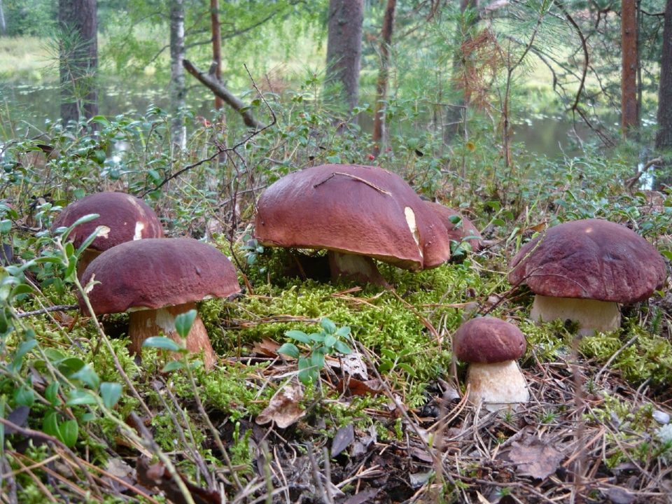 Как и сколько варить белые грибы - Food-Wiki.ru