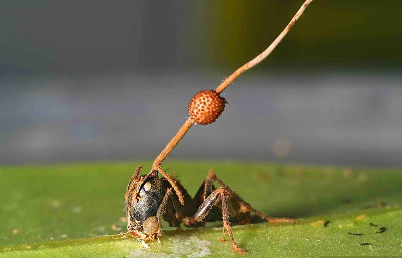 Грибной манипулятор строит 3D-сеть внутри муравья-зомби | В контакте с