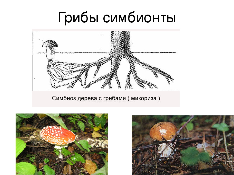 Функции и способы питания грибов