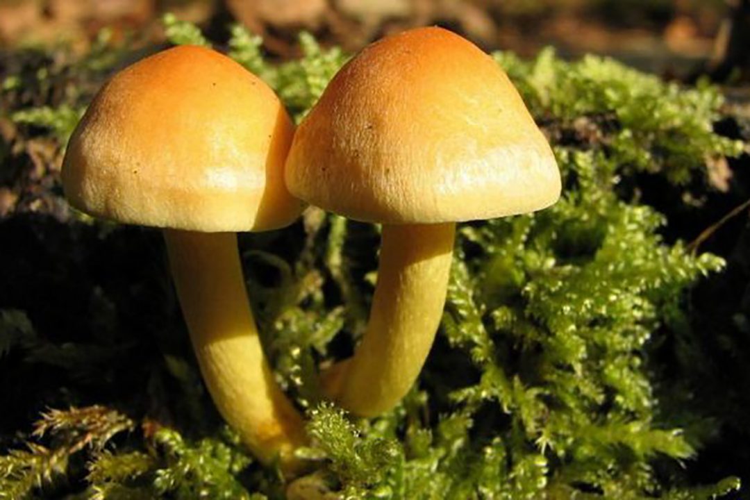 Эксперт рассказал, как отличить поддельные грибы от съедобных