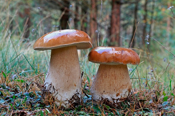 Как грибы размножаются, питаются и растут?