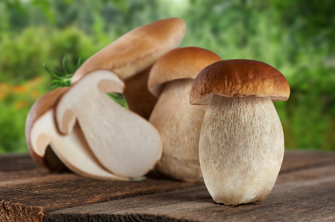 Лица цепных грибов, или что такое боровики? Описание, фотографии - ботанические