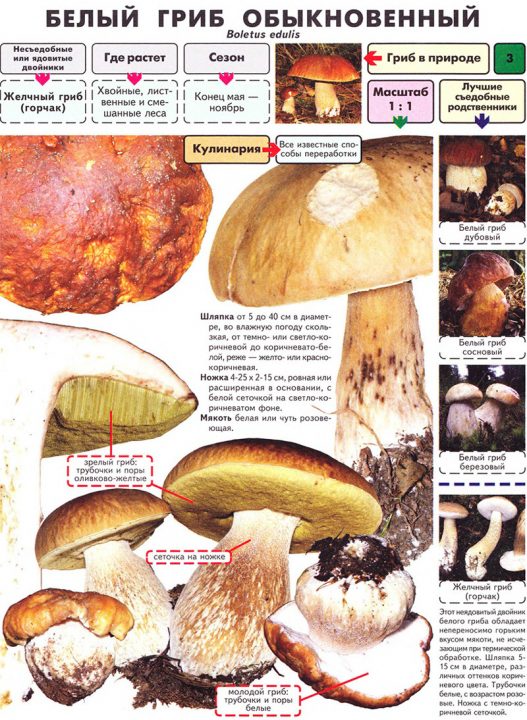 Белый гриб: описание, фото, как выглядит