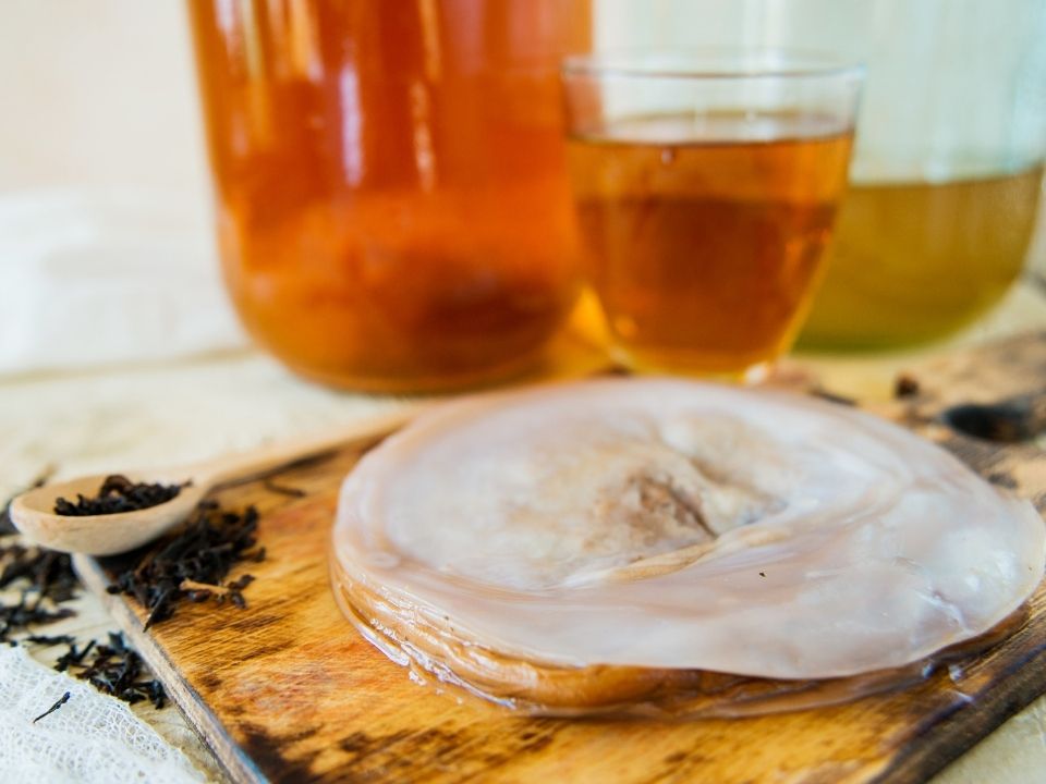Чайный гриб очищает воду не хуже искусственных фильтров
