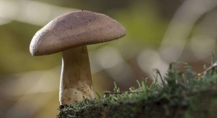 Рядовые грибы: что это такое и чем они полезны | Диетология.pro