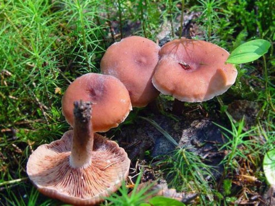 Молочнокислые грибы (пещерные, смузи): описание съедобных и ядовитых видов, места и сроки сбора, полезные свойства, приготовление