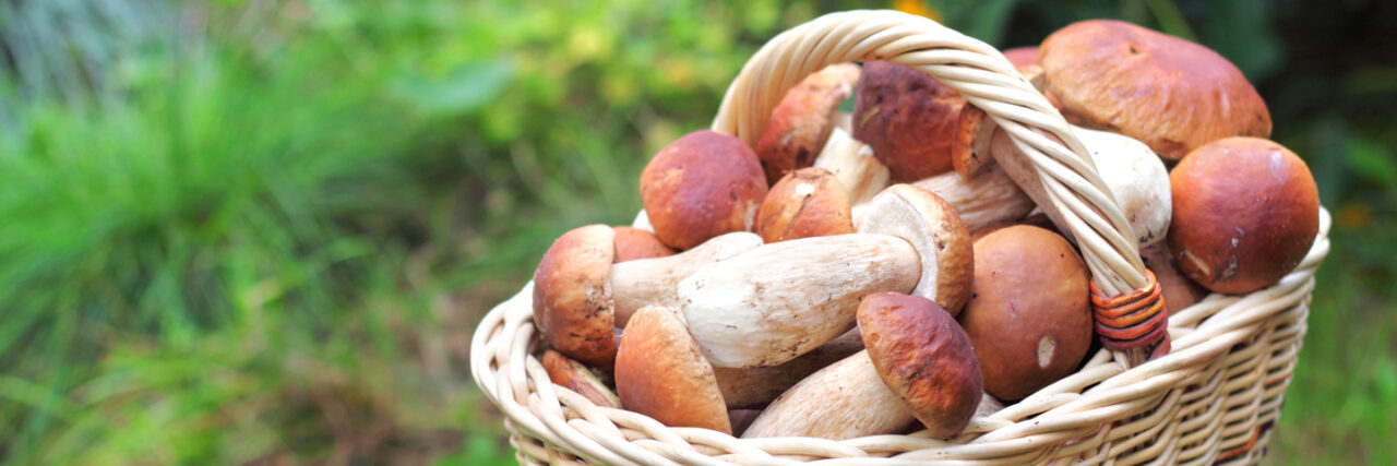 Несъедобное-несъедобное: как собирать и покупать грибы | объясняют эксперты из Роскачества