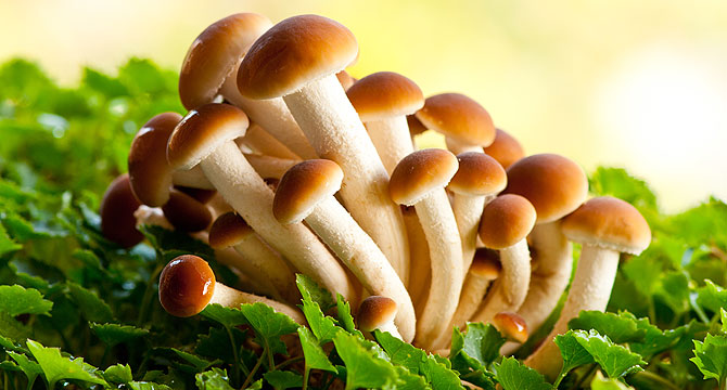 7 простых рецептов с буковыми грибами | Passion.ru