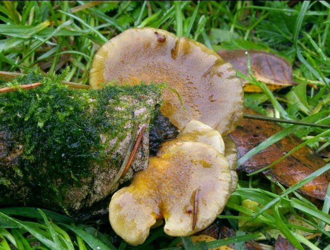 Какие грибы растут под тополями осенью