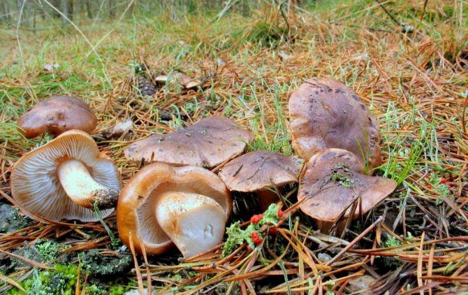 Какие грибы растут под тополями осенью