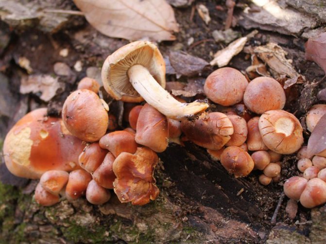 50 фото разных видов грибов под полом,? названия, описания, как отличить
