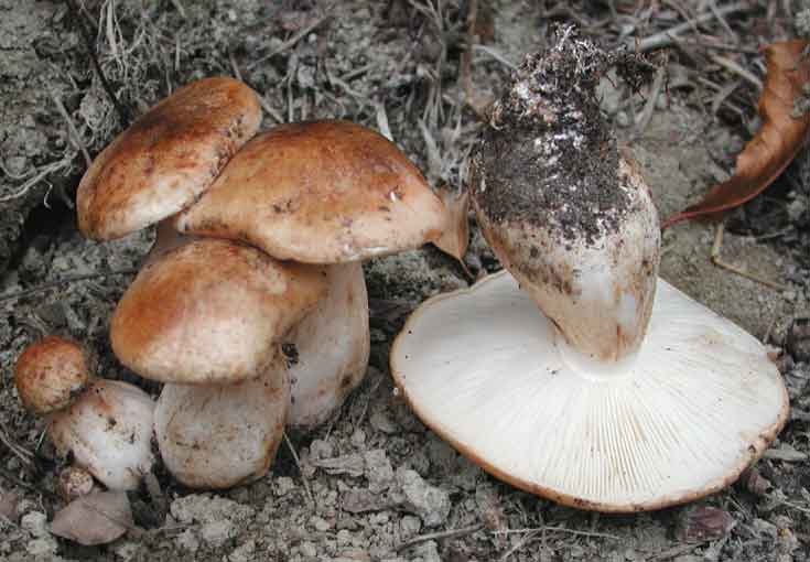 50 фото разных видов грибов под полом,? названия, описания, как отличить