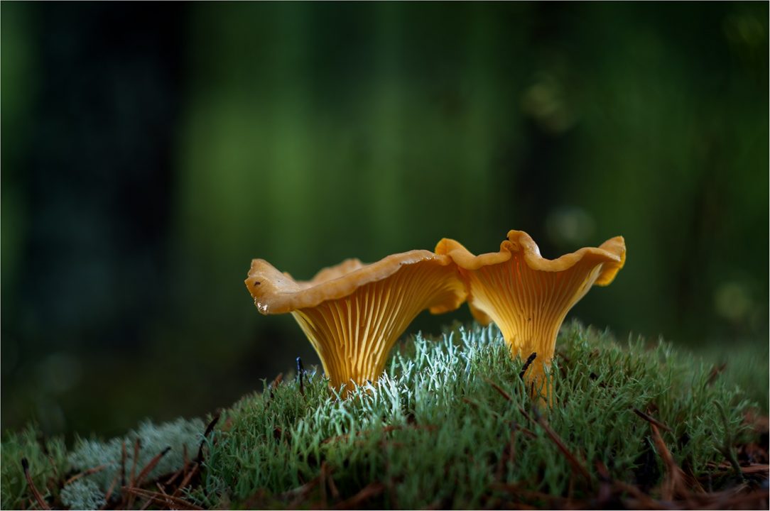 Лисичка лесной гриб — 55 фото