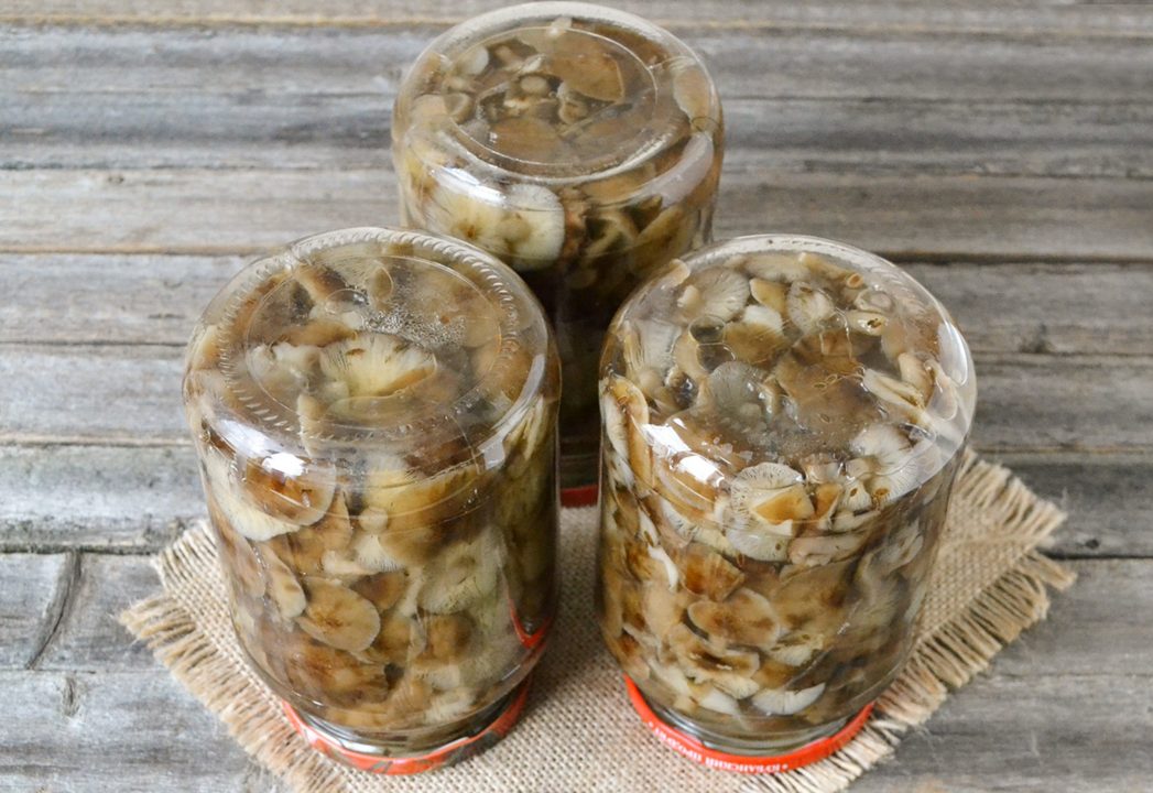 Грибы консервированные - рецепты консервирования грибов в домашних условиях. Простые рецепты приготовления белых грибов на зиму