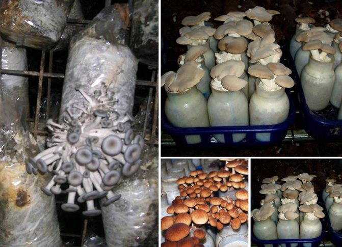 Выращивание грибов дома: с чего начать с нуля, фото и видео