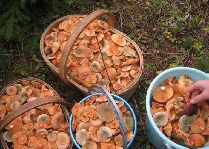 Корзиночки с грибами