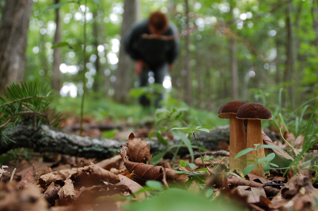 Какие грибы можно найти в Приморье в сентябре и почему в лес лучше отправиться группой
