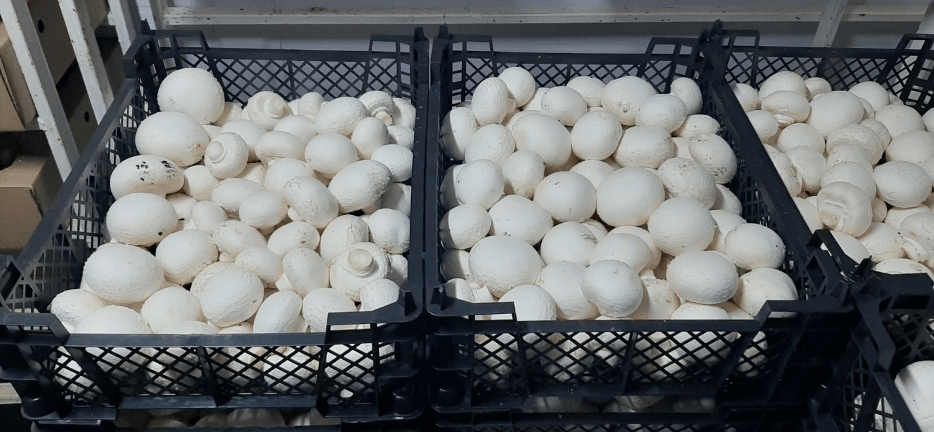 Хранение шампиньонов | Условия хранения грибов