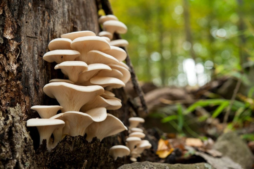 Каковы эффекты рейши, вешенки и других лекарственных грибов? - Блог GymBeam