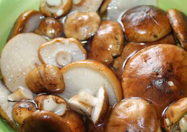 Как вкусно посолить грибы песочники на зиму в банках