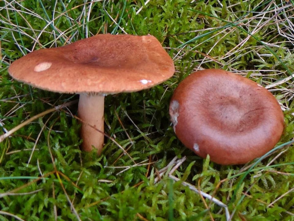 Камфорный гриб (камфора молочнокислая, Lactarius camphoratus): как выглядит, где и как растет, съедобен или нет, как приготовить