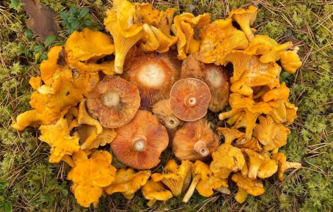 какая-разица-между-грибами-рыжик-и-лисичка-описание-рыжиков-и-лисичек-фото-грибы-лисички-и-рыжики-вместе