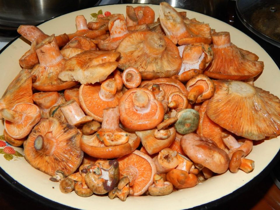 Маринованные грибы на зиму рецепт с фото пошагово - 1000.меню