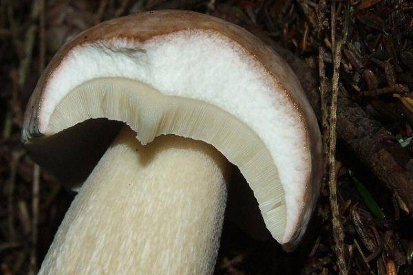 Белый гриб (он же подберезовик): подробное описание с фото