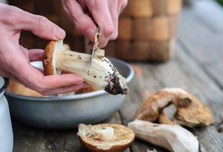 Белые грибы – отличный заменитель мяса