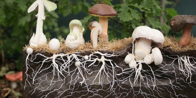 Грибы для выращивания шампиньонов в домашних условиях. Выращивание грибов для домашнего бизнеса