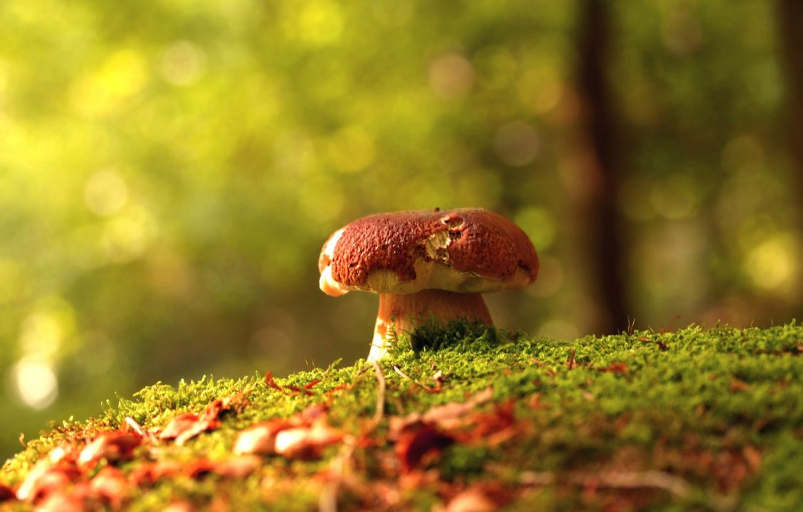 Обои осень, лес, гриб картинки на рабочий стол, раздел природа - скачать