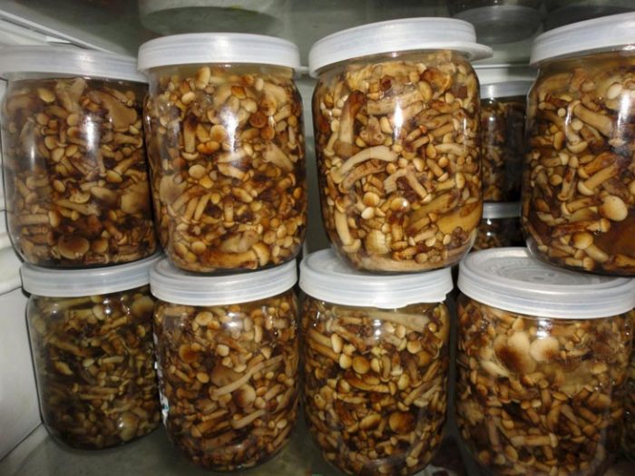 Срок хранения маринованных грибов в холодильнике и в банках под железной крышкой
