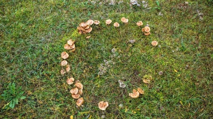 Почему грибы растут кругами: европейские легенды и мифы