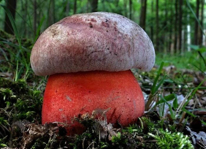 Что за грибы растут под дубом