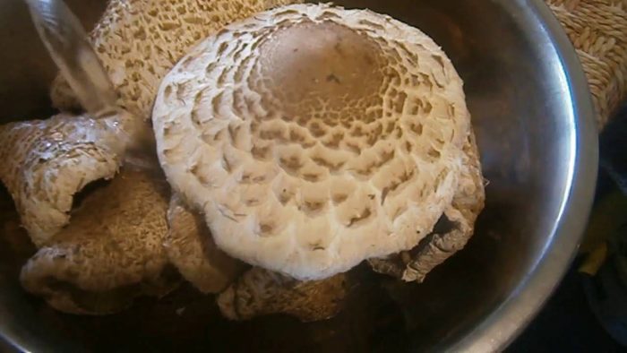 Можно ли мариновать грибы зонтики на зиму