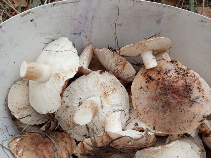 Как вкусно замариновать и засолить грибы песочники на зиму
