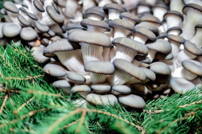 Какие бывают виды грибов вешенок