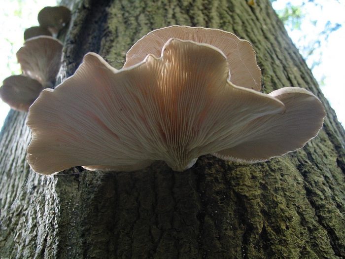 Какие бывают виды грибов вешенок