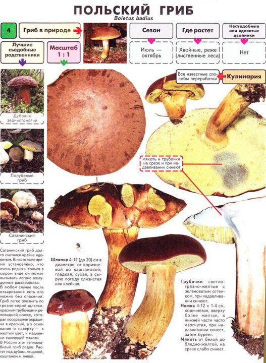Польский гриб: описание, фото, как выглядит