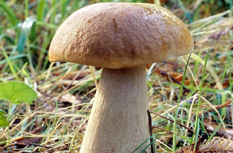 Еловые грибы – самый основной подвид белого гриба