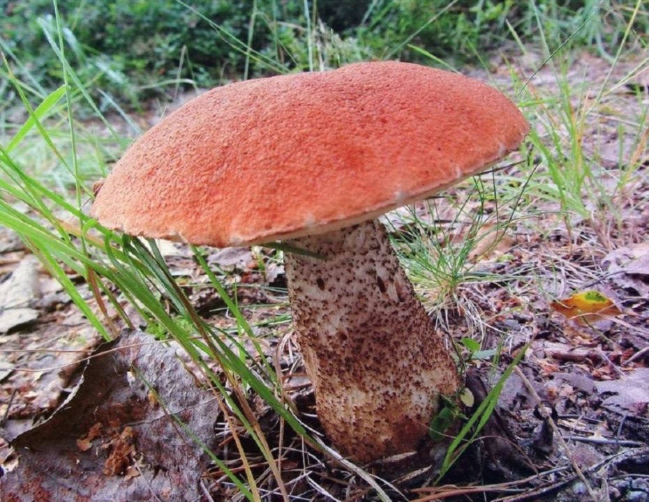 Грибы Подберезовики - известные, красивые и вкусные - Собираем грибы
