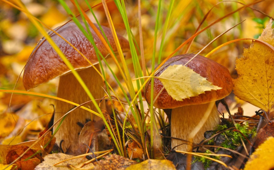 Осенние грибы - подарок золотого леса - Собираем грибы