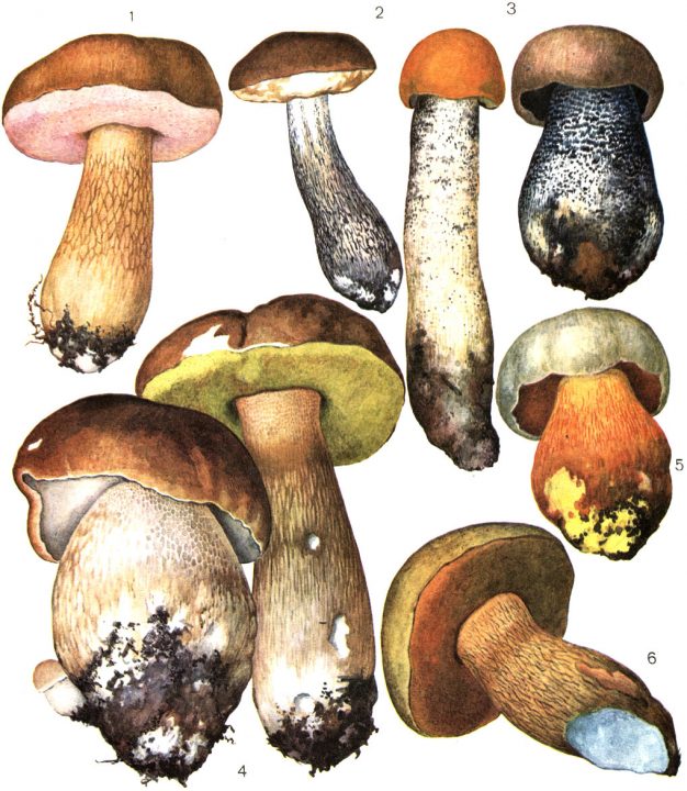 Таблица 34 3 - осина красная (L auranticum); 4 - белый гриб (Boletus edulis); 5 - сатанинский гриб (V satanas); 6 - дуб оливково-коричневый (V luridus)