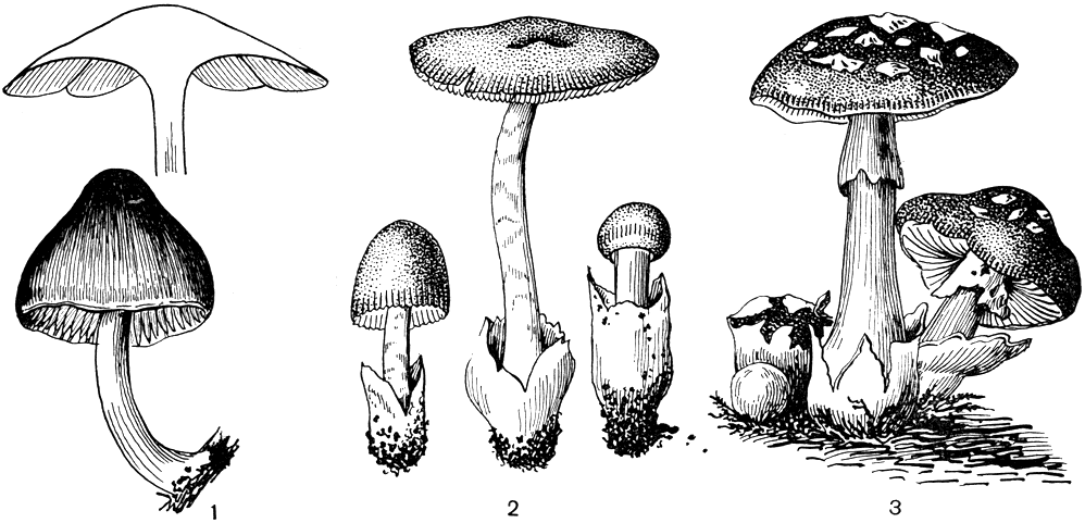 Рис. 181. Мухоморные: 1 - оленьий кнут (Pluteus cervinus)' 2 - поплавок (Amanitopsis); 3 - Цезарь гриб (Amanita caesaria)
