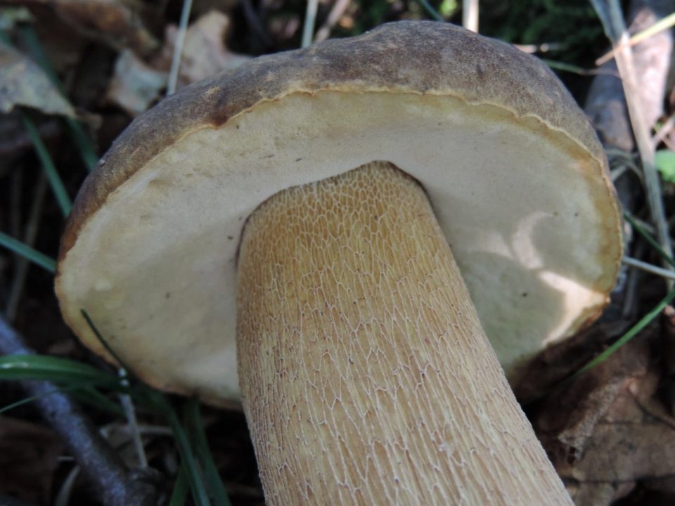 Дубовый белый гриб (боровик сетчатый) 3 фото гриба 06.09.2019