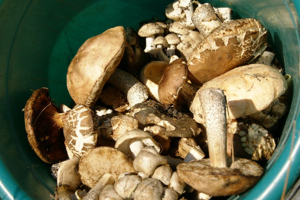 Съедобные и несъедобные грибы Воронежской области