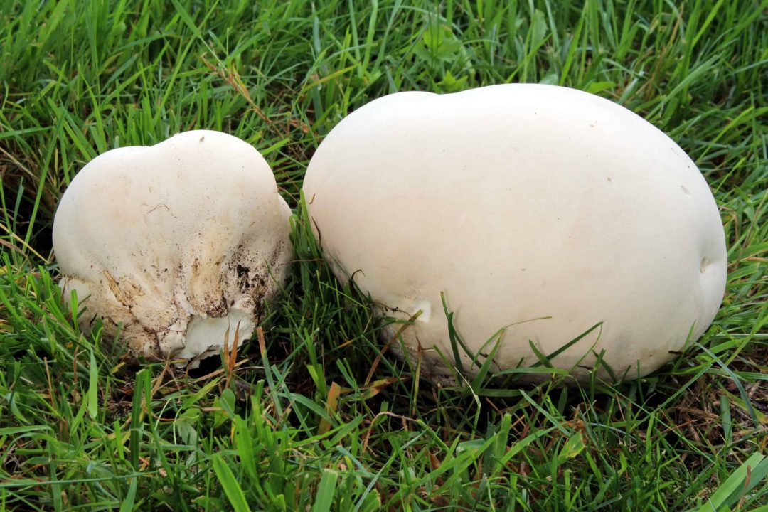 Головач гигантский или лангерманния гигантская: фото, описание, где растет и как приготовить этот гриб