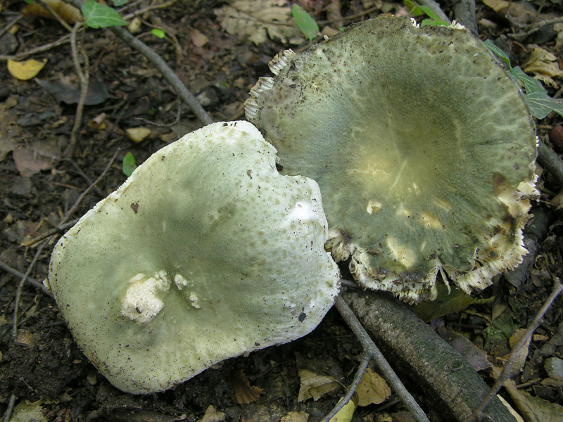 Съедобные грибы: Сыроежка зеленоватая (Russula virescens). Фото, описание, рост, категория, использование